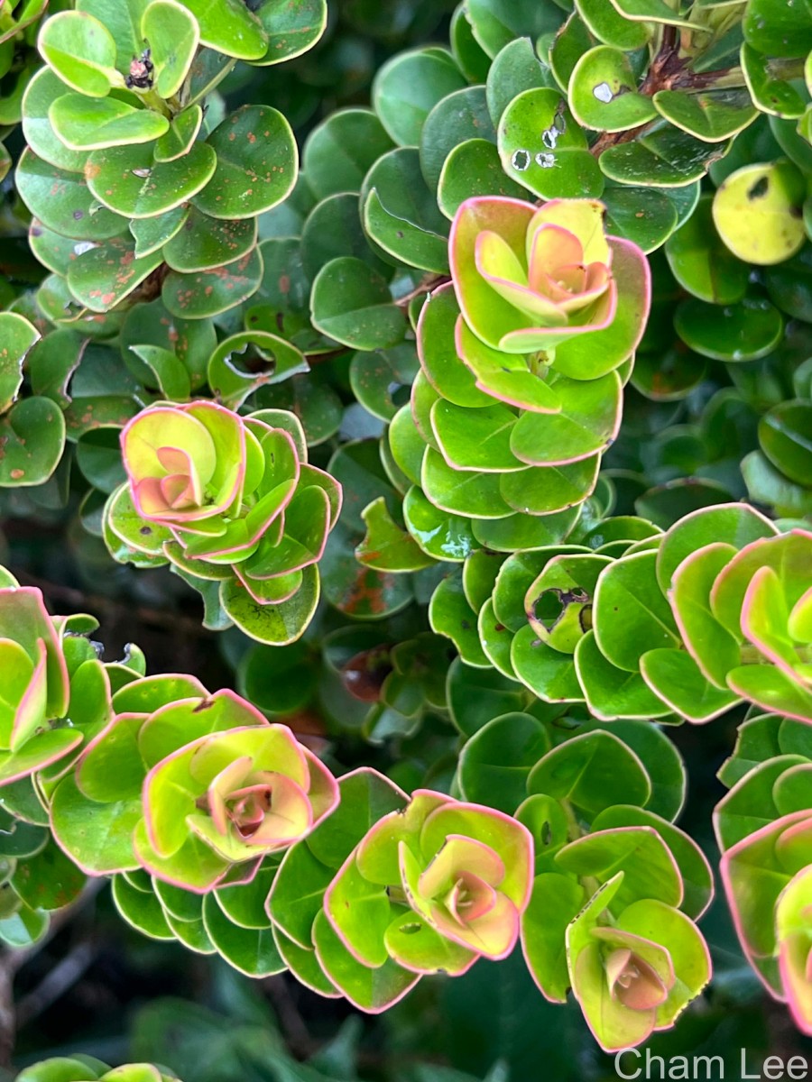 Syzygium rotundifolium Arn.